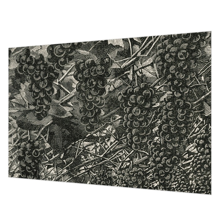 Fotótapéta Falra, Wallfluent, Szőlőminta, Fekete és fehér, 152 x 104 cm, Vlies, Modern Dizájn, 010100060030000285418