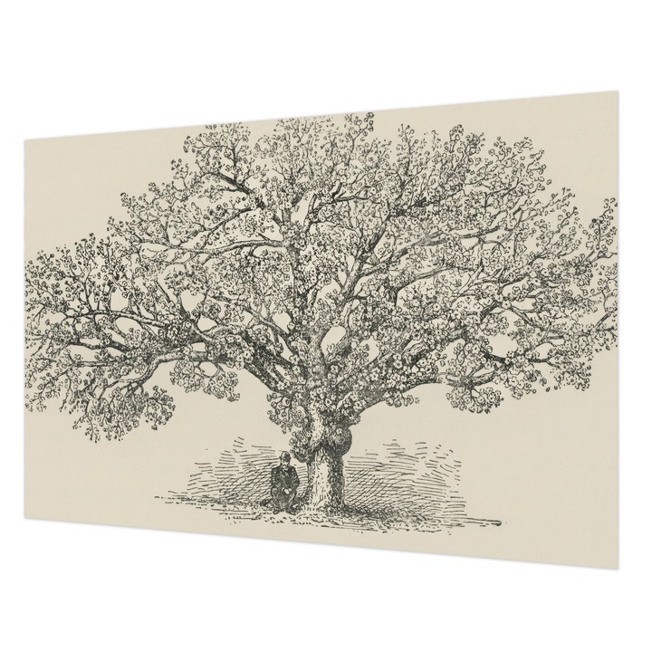 Fotótapéta Falra, Wallfluent, Fa illusztráció, Fekete és fehér, 152 x 104 cm, Nem Szőtt, Fali Dekoráció, 010100060030000285419