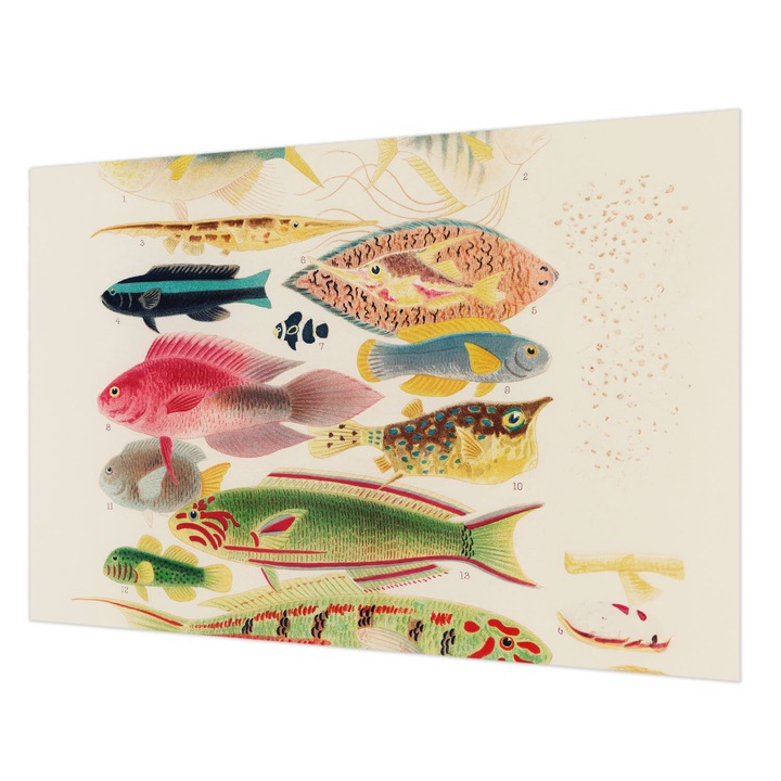 Tapéta Vlies Fali Dekoráció, Wallfluent, Színes halak, Bézs, 152 x 104 cm, Nem Szőtt, Stílusos, 010100060030000285437
