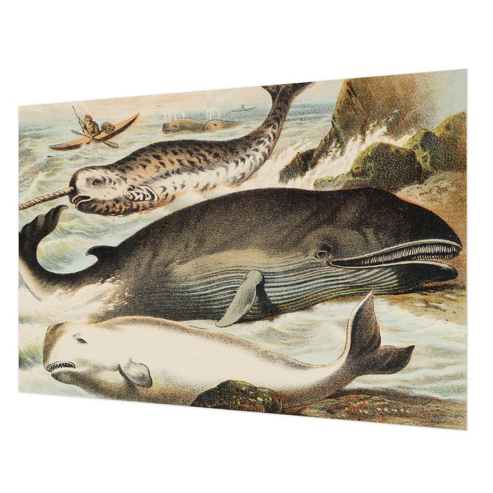 Tapéta Vlies Fali Dekoráció, Wallfluent, Tengeri óriások, Fehér, 152 x 104 cm, Nem Szőtt, Modern Tapétatekercs, 010100060030000285450