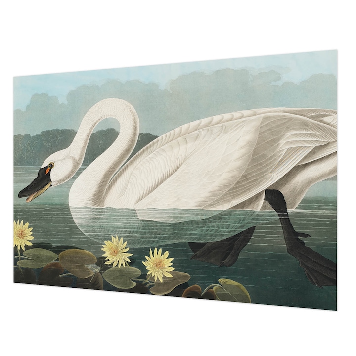 Dekor Tapéta, Wallfluent, Hattyú és tavirózsák, Fehér, 152 x 104 cm, Vlies, Erős Ragasztó, 010100060030000285474