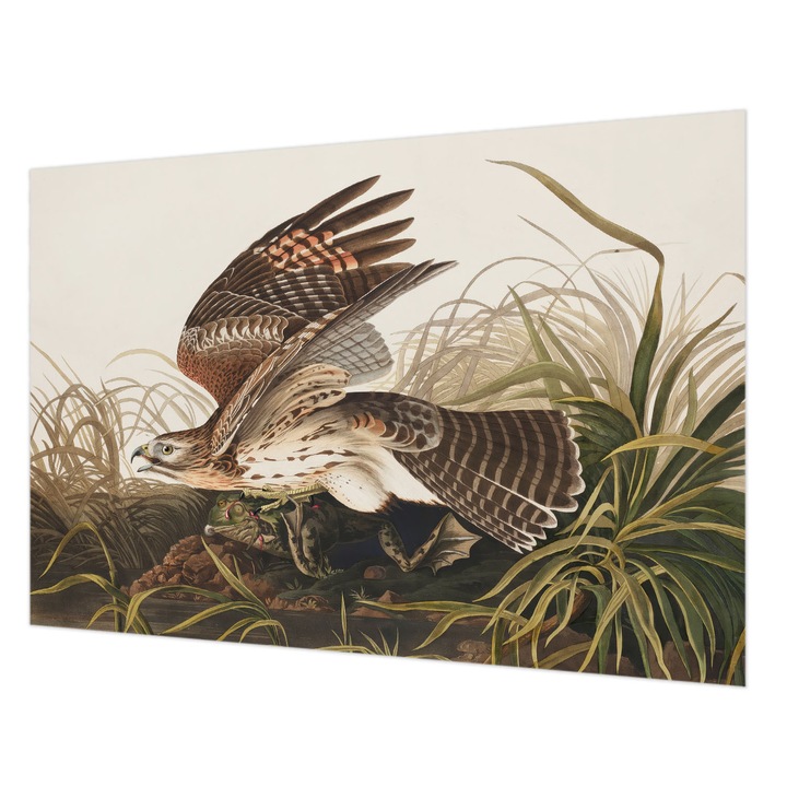 Dekor Tapéta, Wallfluent, Szárnyas szépség, Szürke, 152 x 104 cm, Vlies, Fali Dekoráció, 010100060030000285472