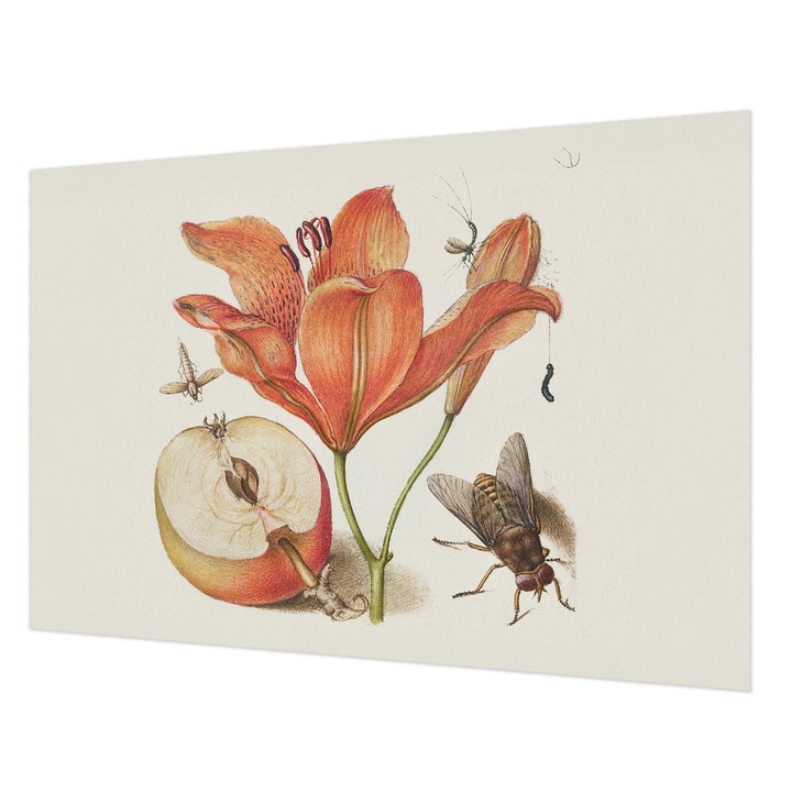 Dekor Tapéta, Wallfluent, Botanikai illusztráció, Krémszín, 152 x 104 cm, Vlies, Dekoráció, 010100060030000285481