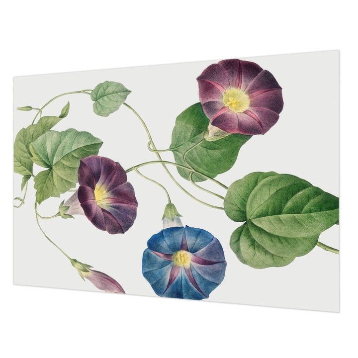 Tapéta Falra, Wallfluent, Florisztikai elegancia, Fekete, 152 x 104 cm, Vlies, Élénk Színek, 010100060030000285498