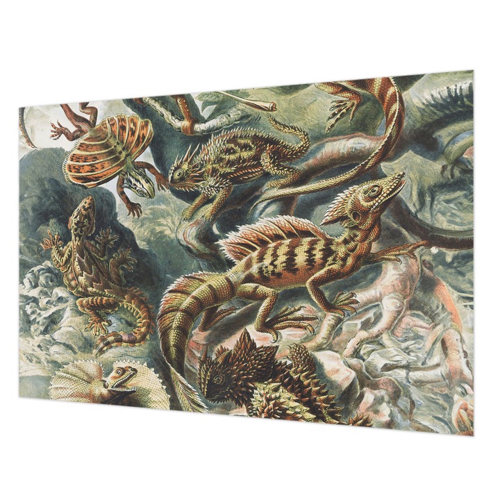 Tapéta Falra, Wallfluent, Egzotikus hüllők, Fekete, 152 x 104 cm, Vlies, Élénk Színek, 010100060030000285495