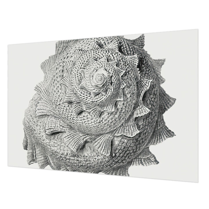 Tapéta Falra, Wallfluent, A természet művészete, Szürke, 152 x 104 cm, Vlies, Öko, 010100060030000285491