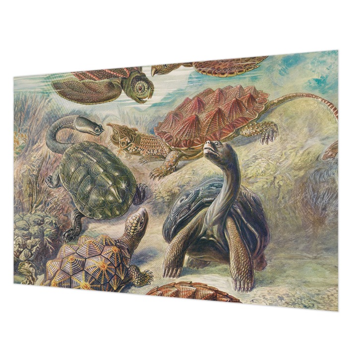 Tapéta Falra, Wallfluent, Teknős fauna, Zöld, 152 x 104 cm, Nem Szőtt, Élénk Színek, 010100060030000285496