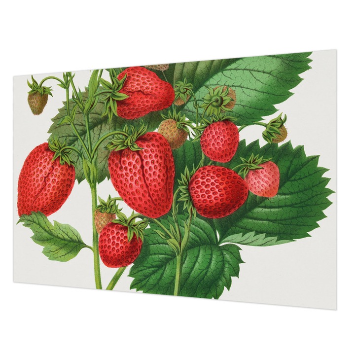 Tapéta Falra, Wallfluent, Nyári gyümölcsök, Zöld, 152 x 104 cm, Nem Szőtt, Könnyen Felszerelhető, 010100060030000285513