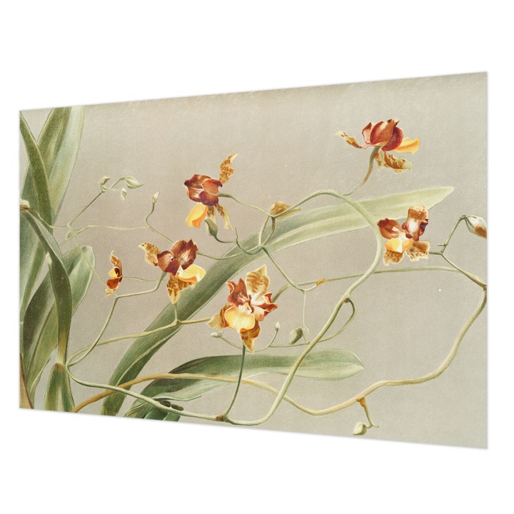 Dekor Tapéta, Wallfluent, Klasszikus orchideák, Szürke, 152 x 104 cm, Vlies, Modern Belsőépítészeti Dekoráció, 010100060030000285577