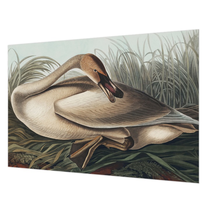 Dekor Tapéta, Wallfluent, Természetes madár, Barna, 152 x 104 cm, Vlies, Nappaliba, Szobába, 010100060030000285598