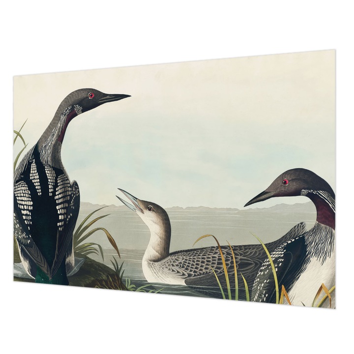 Dekor Tapéta, Wallfluent, Madarak a víz felett, Fekete, 152 x 104 cm, Vlies, Előszobába, Hálószobába, 010100060030000285600