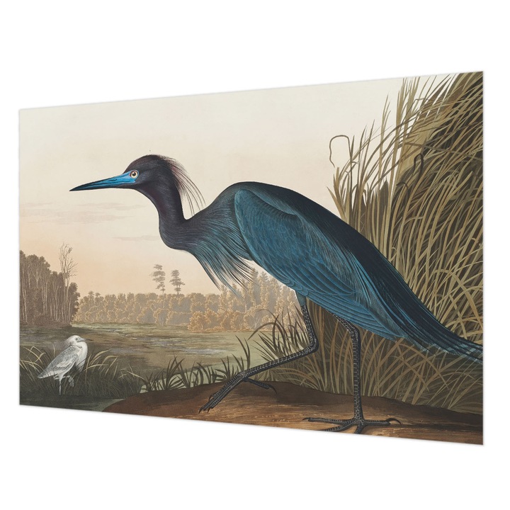 Tapéta Vlies Fali Dekoráció, Wallfluent, Vízimadarak, Zöld, 152 x 104 cm, Nem Szőtt, Modern Belsőépítészeti Dekoráció, 010100060030000285592