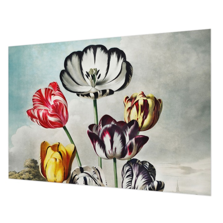 Dekor Tapéta, Wallfluent, Színes tulipánok, Fekete, 208 x 146 cm, Vlies, Klasszikus, 010100060040000031718