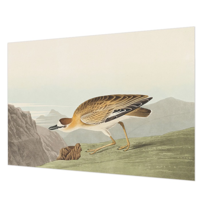 Tapéta Falra, Wallfluent, Hegyi madár, Barna, 208 x 146 cm, Vlies, Dekoráció, 010100060040000285298