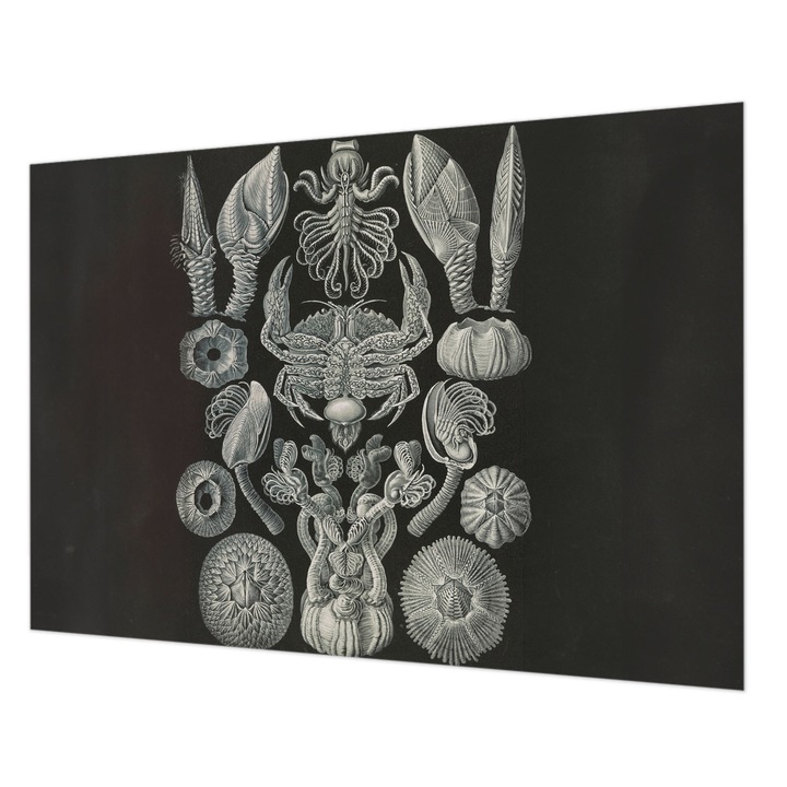 Dekor Tapéta, Wallfluent, Víz alatti formák, Fekete, 208 x 146 cm, Nem Szőtt, Klasszikus, 010100060040000285377