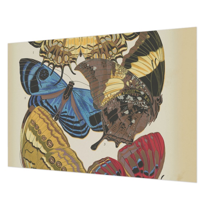 Dekor Tapéta, Wallfluent, Pillangók inspirációja, Fekete, 208 x 146 cm, Vlies, Erős Ragasztó, 010100060040000285372