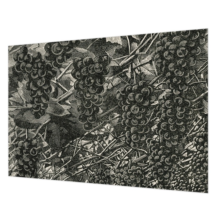 Fotótapéta Falra, Wallfluent, Szőlőminta, Fekete és fehér, 312 x 219 cm, Vlies, Modern Dizájn, 010100060080000285418
