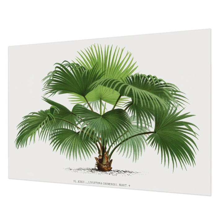 Fotótapéta Falra, Wallfluent, Egzotikus pálmafa, Zöld, 208 x 146 cm, Vlies, Nappaliba, Szobába, 010100060040000285432