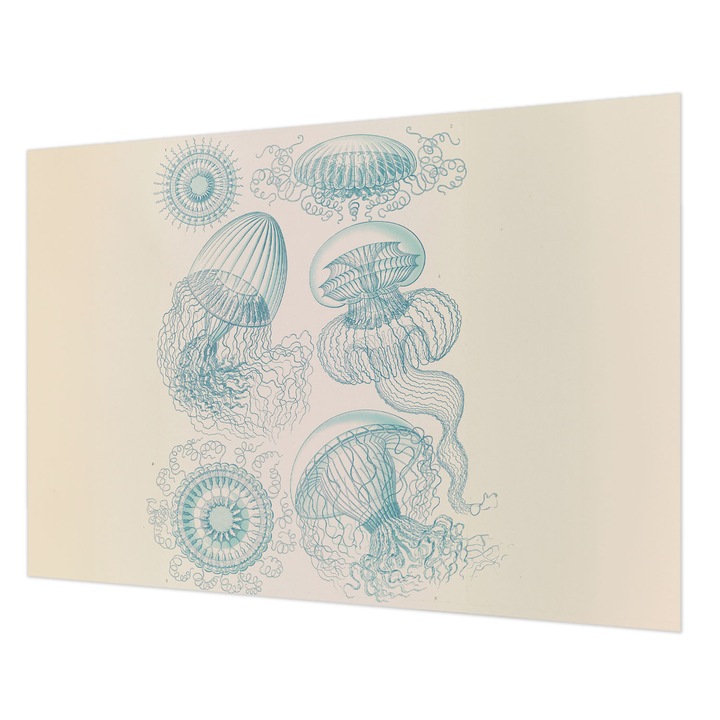 Dekor Tapéta, Wallfluent, Tengeri medúza, Fehér, 208 x 146 cm, Vlies, Modern Tapétatekercs, 010100060040000285374