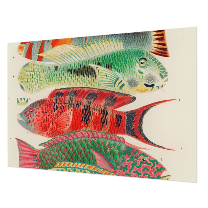 Fotótapéta Falra, Wallfluent, Egzotikus halak, Zöld, 208 x 146 cm, Nem Szőtt, Előszobába, Hálószobába, 010100060040000285435