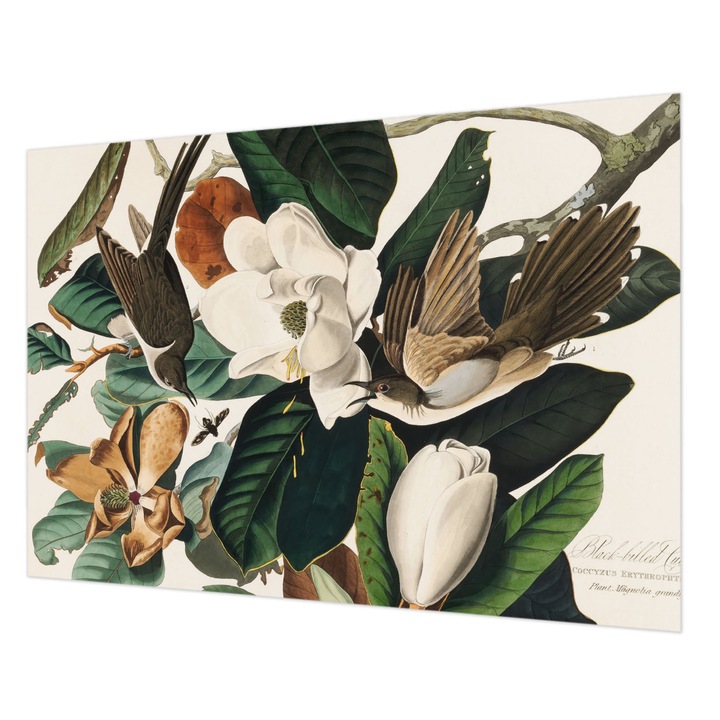 Dekor Tapéta, Wallfluent, Madarak magnóliák, Zöld, 312 x 219 cm, Nem Szőtt, Fali Dekoráció, 010100060080000285473