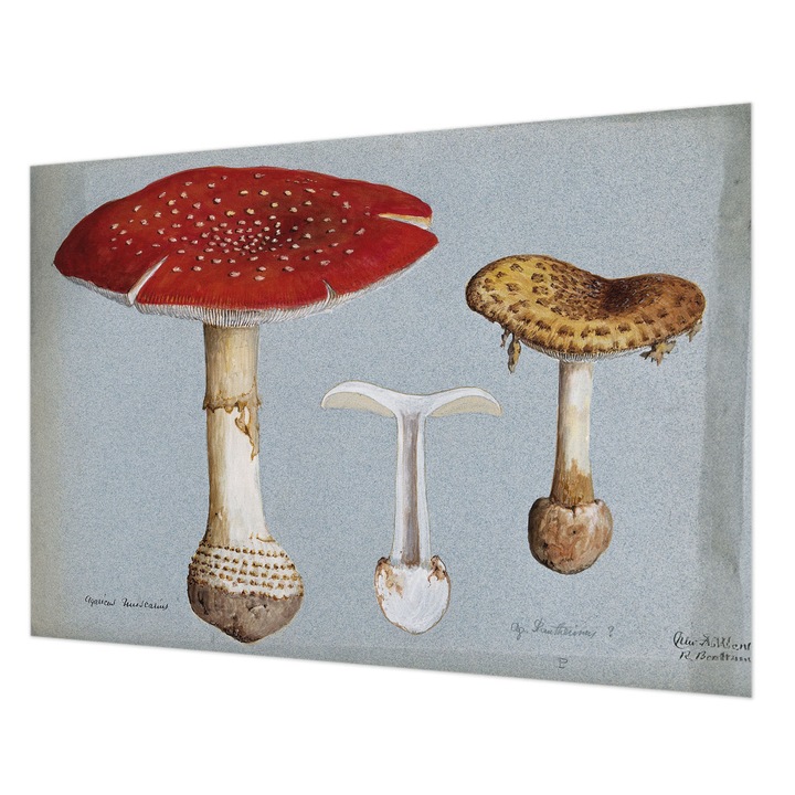 Tapéta Falra, Wallfluent, Gomba metszetek, Szürke, 208 x 146 cm, Vlies, Könnyen Felszerelhető, 010100060040000285507