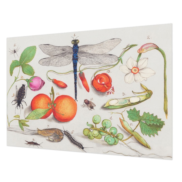 Tapéta Vlies Fali Dekoráció, Wallfluent, Természet illusztráció, Fehér, 208 x 146 cm, Nem Szőtt, Élénk Színek, 010100060040000285551