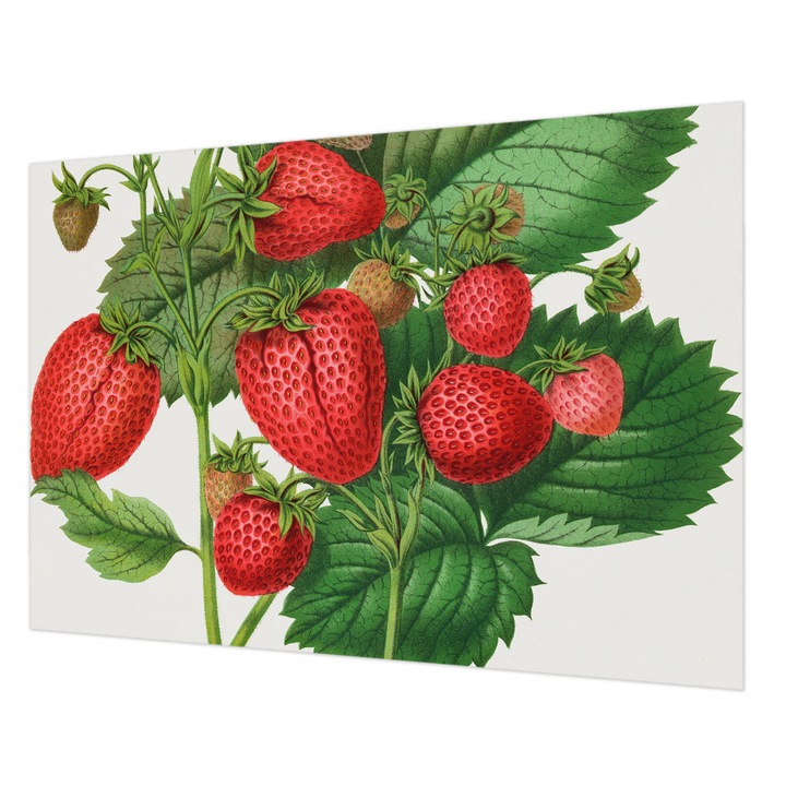 Tapéta Falra, Wallfluent, Nyári gyümölcsök, Zöld, 208 x 146 cm, Nem Szőtt, Könnyen Felszerelhető, 010100060040000285513