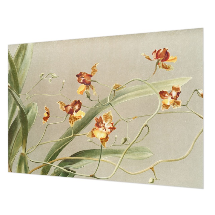 Dekor Tapéta, Wallfluent, Klasszikus orchideák, Szürke, 208 x 146 cm, Vlies, Modern Belsőépítészeti Dekoráció, 010100060040000285577