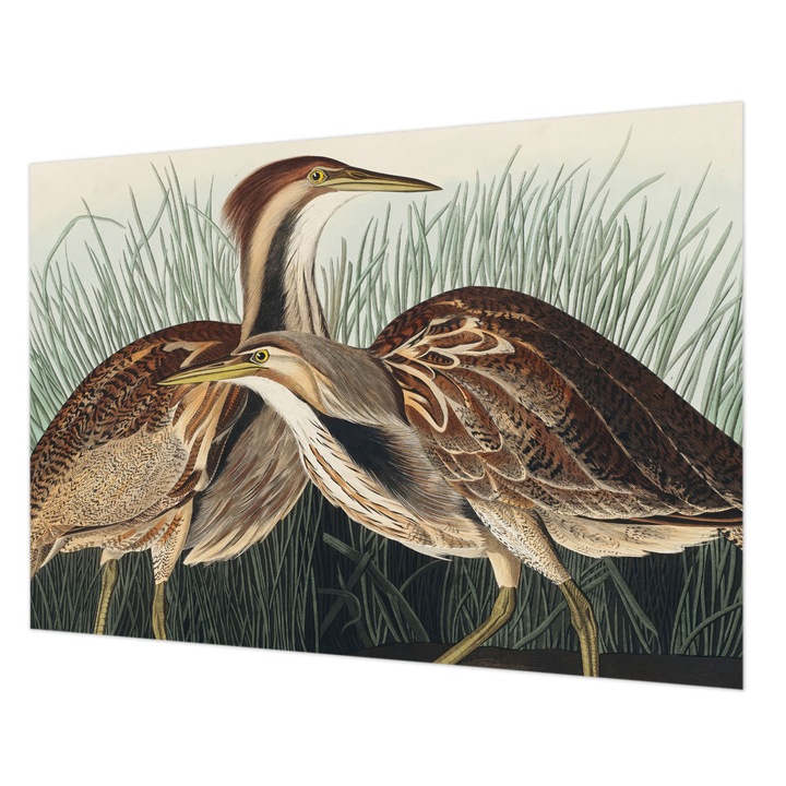 Dekor Tapéta, Wallfluent, Realisztikus madarak, Barna, 208 x 146 cm, Nem Szőtt, Falra, 010100060040000285597