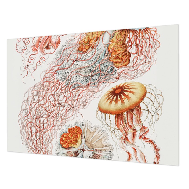 Tapéta Falra, Wallfluent, Díszes medúza, Piros, 208 x 146 cm, Nem Szőtt, Élénk Színek, 010100060040000285494