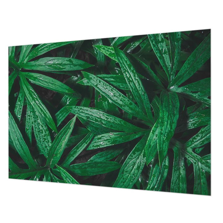 Fotótapéta Falra, Wallfluent, Természetes növényzet, Zöld, 208 x 146 cm, Vlies, Modern Tapétatekercs, 010100060040000077396