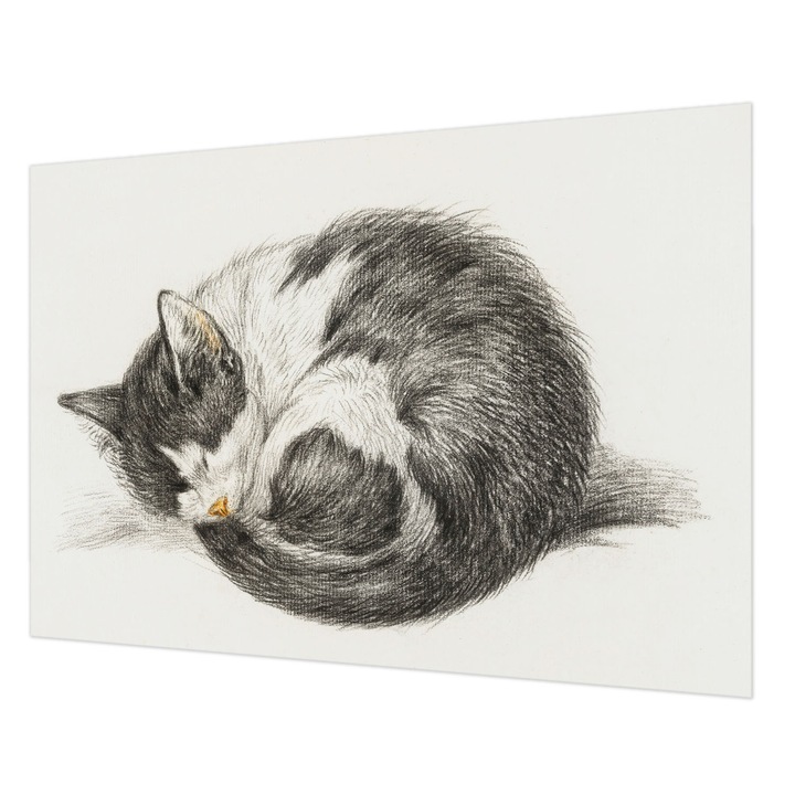 Fotótapéta Falra, Wallfluent, Imádnivaló cica, Fekete és fehér, 208 x 146 cm, Nem Szőtt, Dekoráció, 010100060040000018049