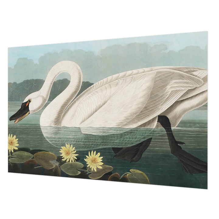 Dekor Tapéta, Wallfluent, Hattyú és tavirózsák, Fehér, 104 x 70 cm, Vlies, Erős Ragasztó, 010100060020000285474