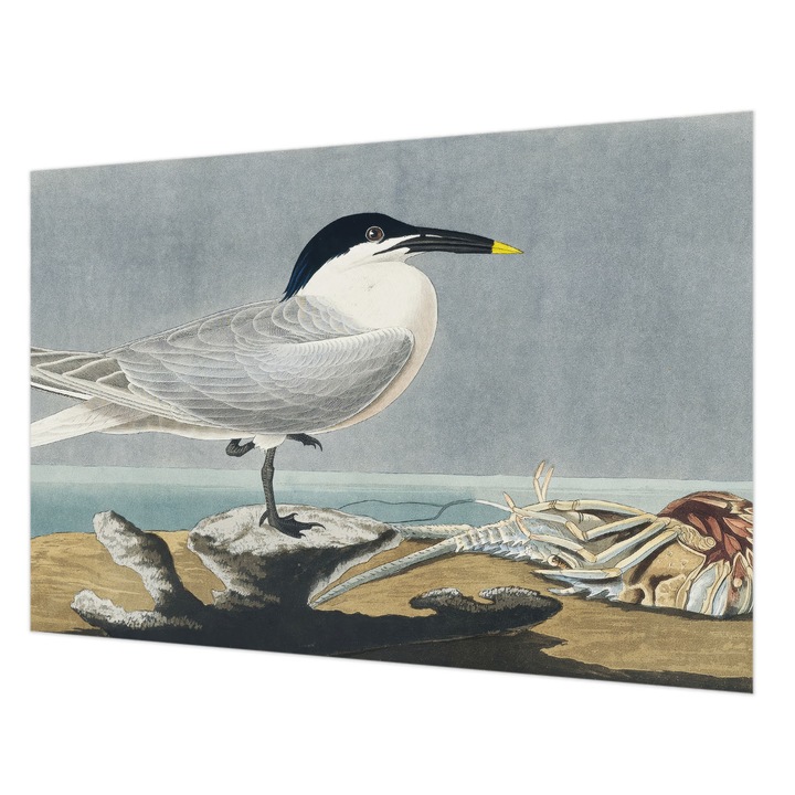 Fotótapéta Falra, Wallfluent, Madártani elegancia, Szürke, 152 x 104 cm, Nem Szőtt, Stílusos, 010100060030000285272