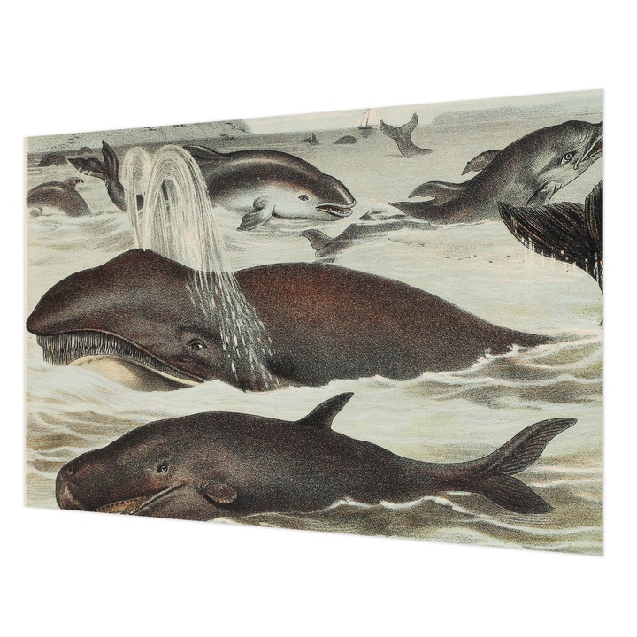 Tapéta Vlies Fali Dekoráció, Wallfluent, Tengeri élőlények, Barna, 152 x 104 cm, Nem Szőtt, Klasszikus, 010100060030000285451