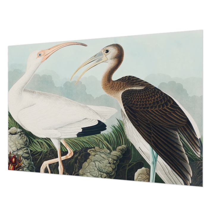 Dekor Tapéta, Wallfluent, Madárpár, Fehér, 152 x 104 cm, Nem Szőtt, Dekoráció, 010100060030000285595