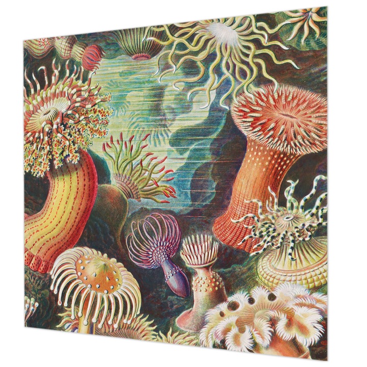 Rola Tapet Vlies De Perete, Wallfluent, Anemone elegante, Verde, 250 x 250 cm, Decorativ, De Interior, 010100060060000285497