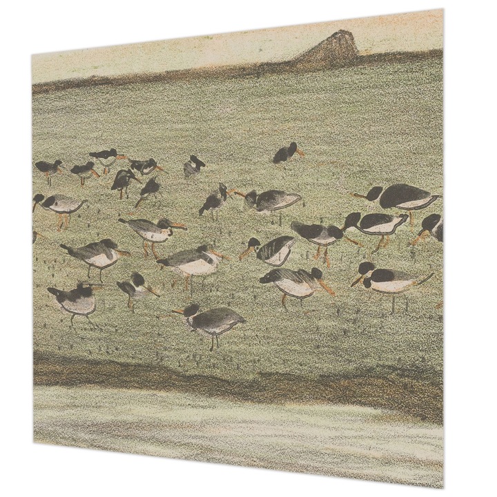 Rola Tapet Vlies De Perete, Wallfluent, Pacea pasarii, Verde, 250 x 250 cm, Decorativ, Pentru Birou, 010100060060000285615