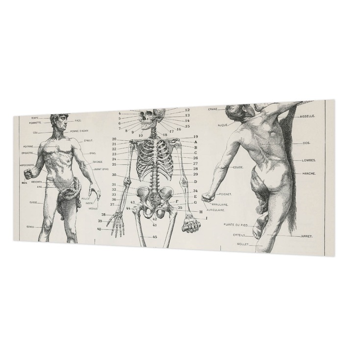 Fotótapéta Falra, Wallfluent, Klasszikus anatómia, Fekete, 250 x 104 cm, Vlies, Klasszikus, 010100060050000285427