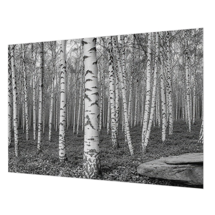 Tapéta Vlies Fali Dekoráció, Wallfluent, Nyírerdő, Fekete és fehér, 208 x 146 cm, Nem Szőtt, Erős Ragasztó, 010100060040000284917