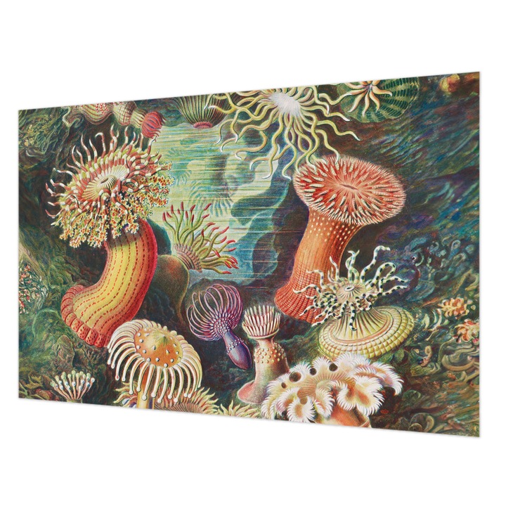 Rola Tapet Vlies De Perete, Wallfluent, Anemone elegante, Verde, 104 x 70 cm, Decorativ, De Interior, 010100060020000285497
