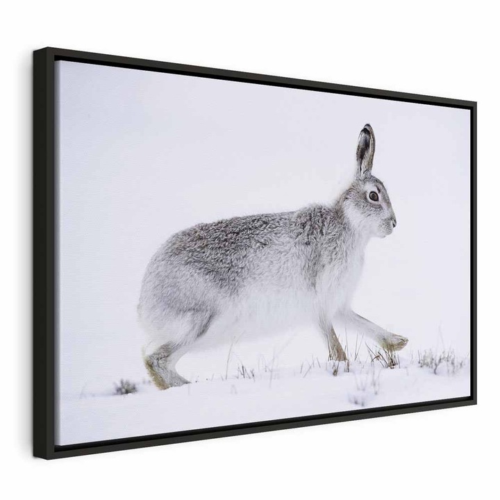 Картина в черна дървена рамка - Заек - 120 x 80 см