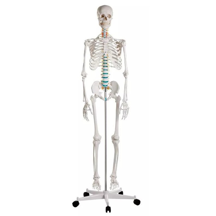 Schelet didactic - marime naturala