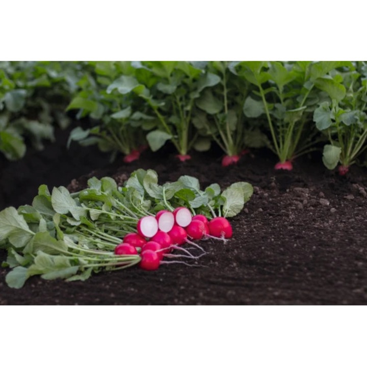 Seminte de ridichi de luna Roatan F1, 10000 seminte, Bejo