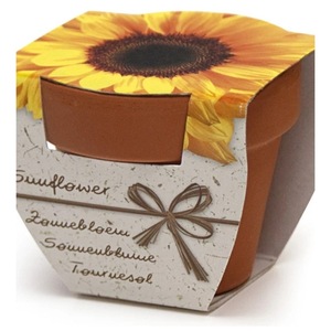 Bulbi, seminte si rasaduri