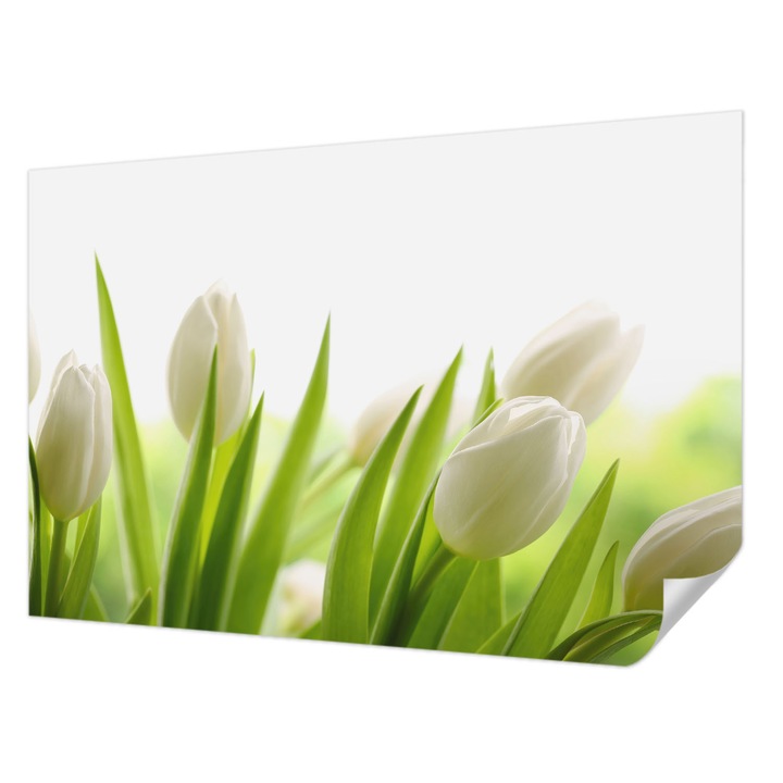 Öntapadós Dekor Tapéta, Wallfluent, Fehér tulipánok, Fehér, 104 x 70 cm, Dekoráció, Falra, 010170060170000000511