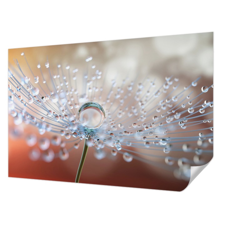 Öntapadós Dekor Tapéta, Wallfluent, Egy csepp a pitypangon, Fehér, 104 x 70 cm, Klasszikus, Könnyen Felszerelhető, 010170060170000010549