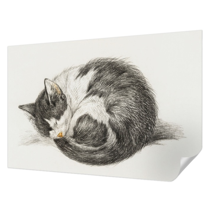 Öntapadós Fotótapéta Falra, Wallfluent, Imádnivaló cica, Fekete és fehér, 104 x 70 cm, Előszobába, Hálószobába, 010170060170000018049