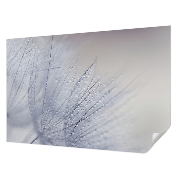 Fali Fotótapéta Autocolant, Wallfluent, Papadie inrosita, Alb, 104 x 70 cm, Adeziv Puternic, Usor De Montat Si Rezistent, 010170060170000028293